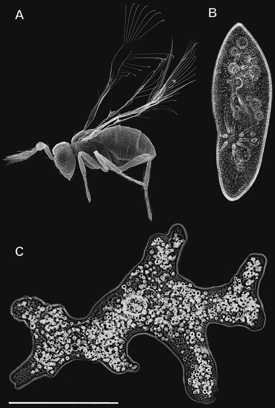 The wasp compared to an amoeba and a paramecium