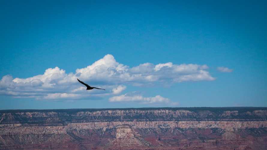 Birds love Grand Canyon too. This was a turkey vulture looking for noms