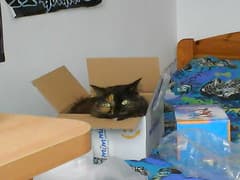boxed pussy