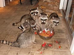Raccoon Family Raccoon Family