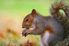 Well....if nobody wants to play Conkers with m... Well....if nobody wants to play Conkers with m...