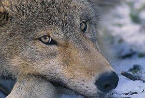 Wolf pup Wolf pup