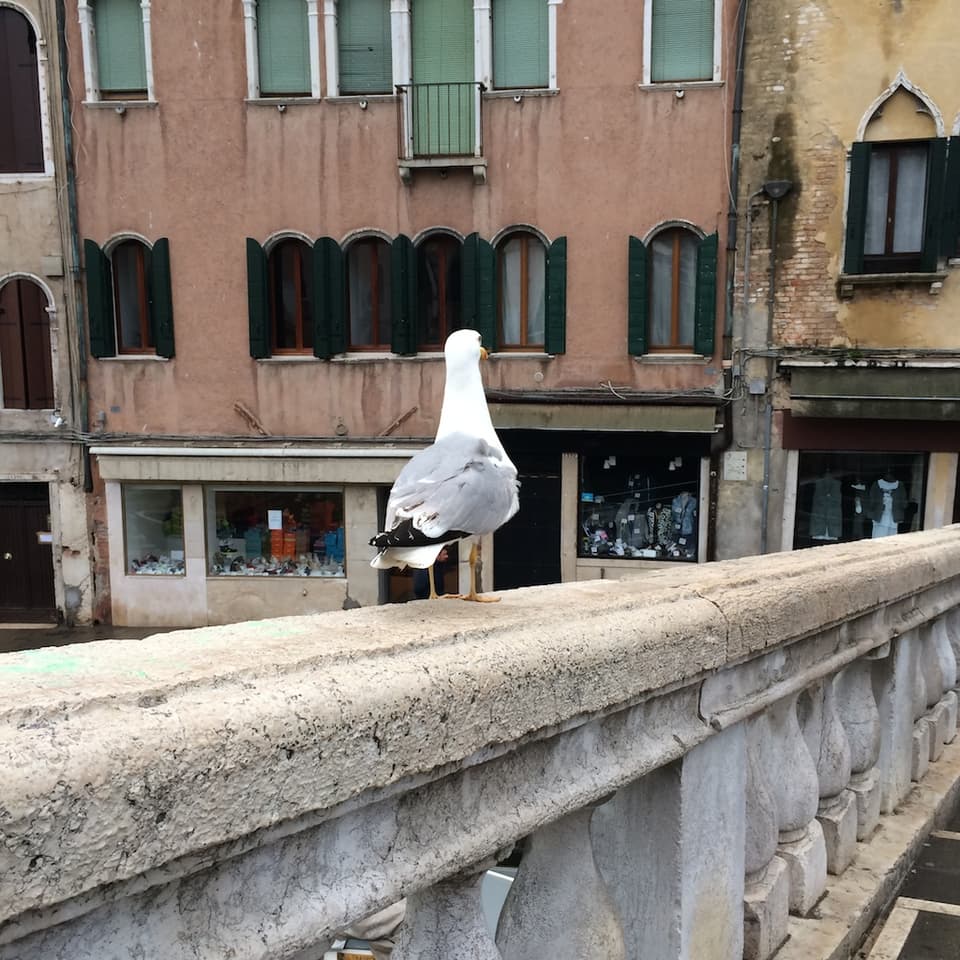 A seagull A seagull