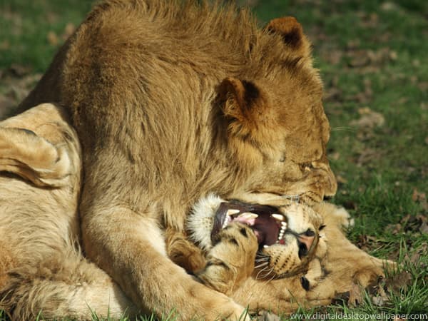 Don't touch my food again! Don't touch my food again!