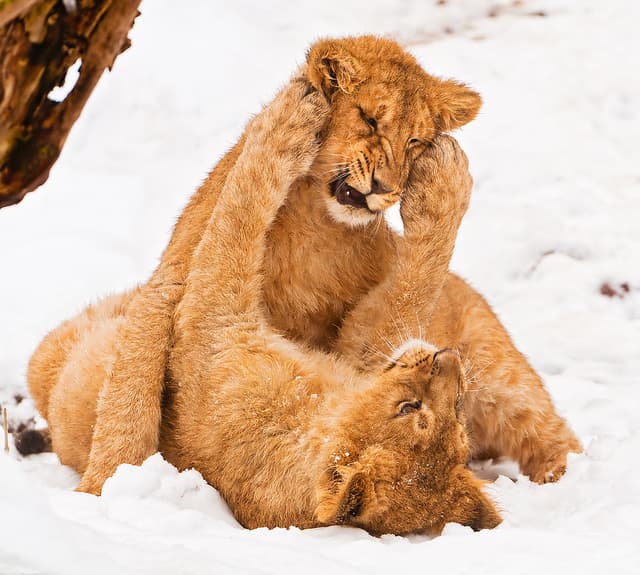 Lion cubs fighting Lion cubs fighting