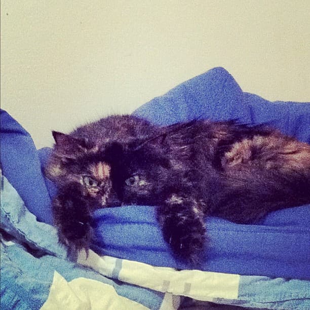 My cat My cat
