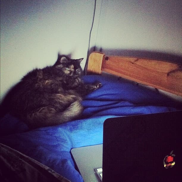 Geeky cat Geeky cat