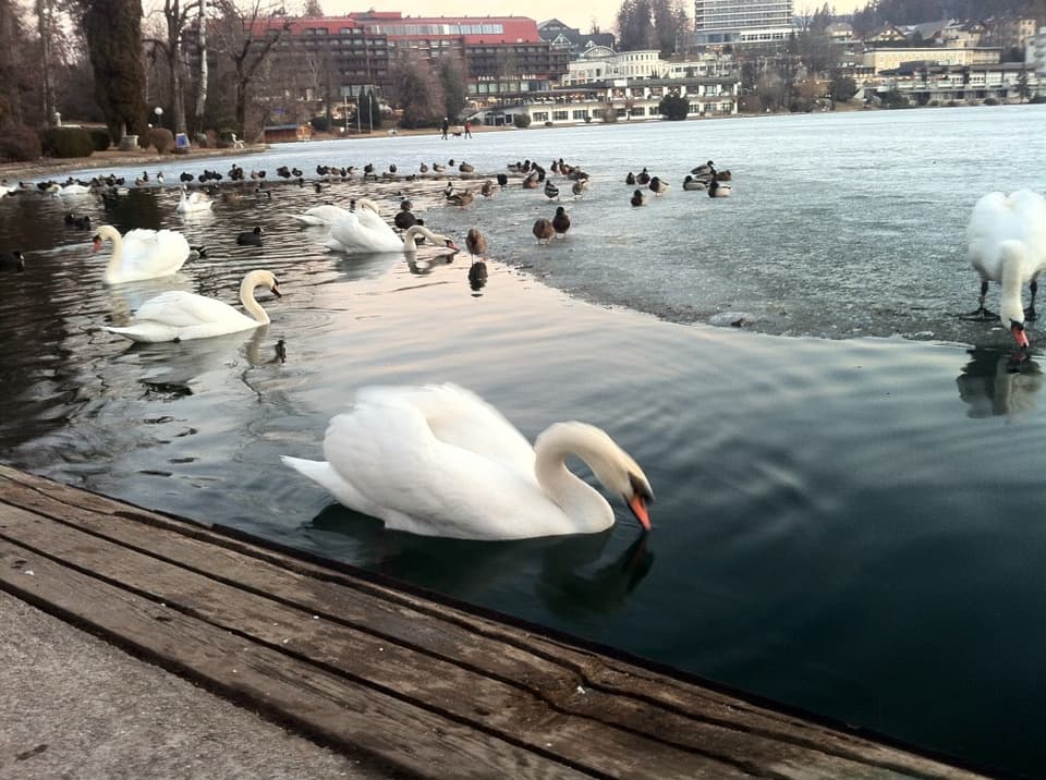 Finally, a swan Finally, a swan
