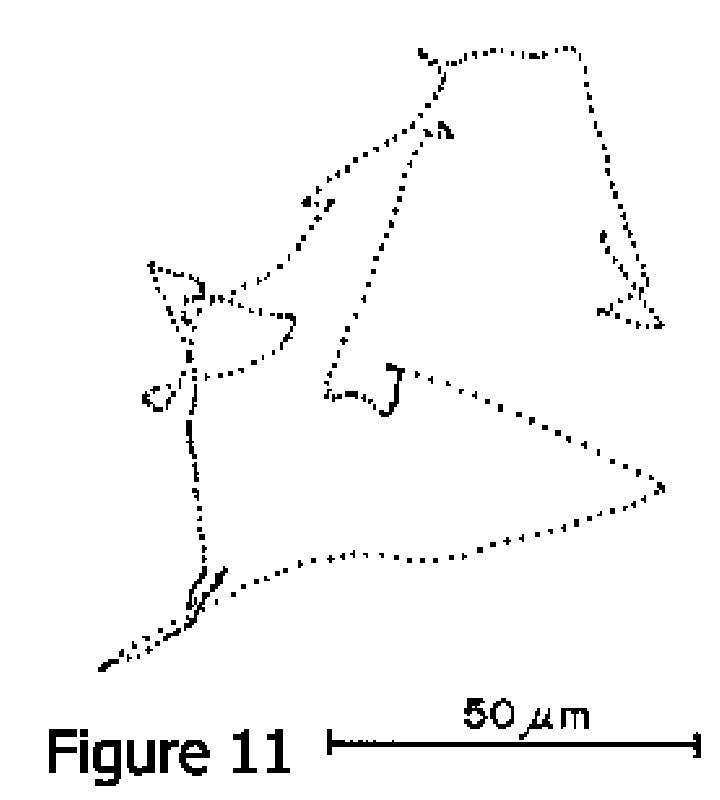 Movement patterns of E. Coli