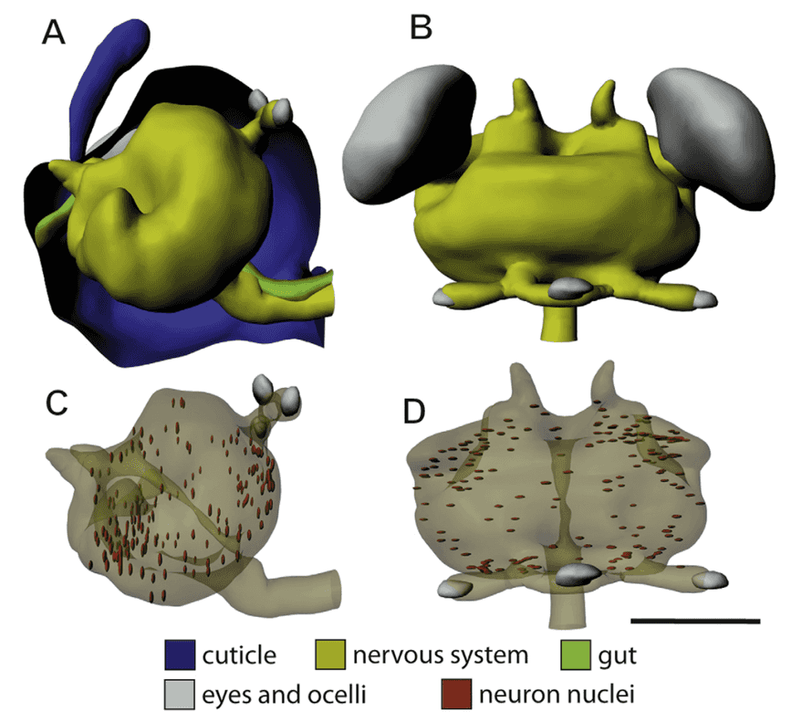 Nervous system inside the head and brain with sporadic nucleae