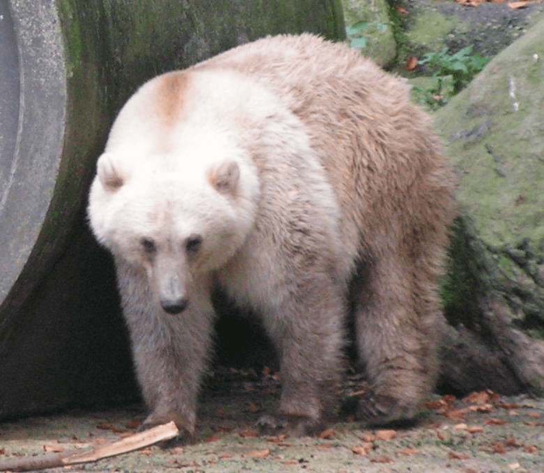 A white-brown bear