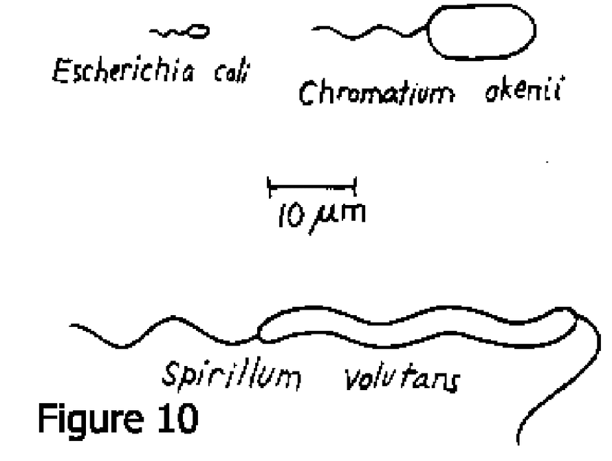 Flagella