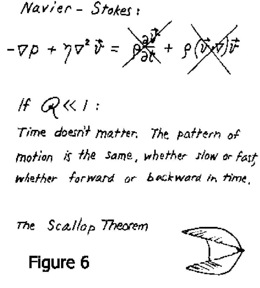 Scallop theorem