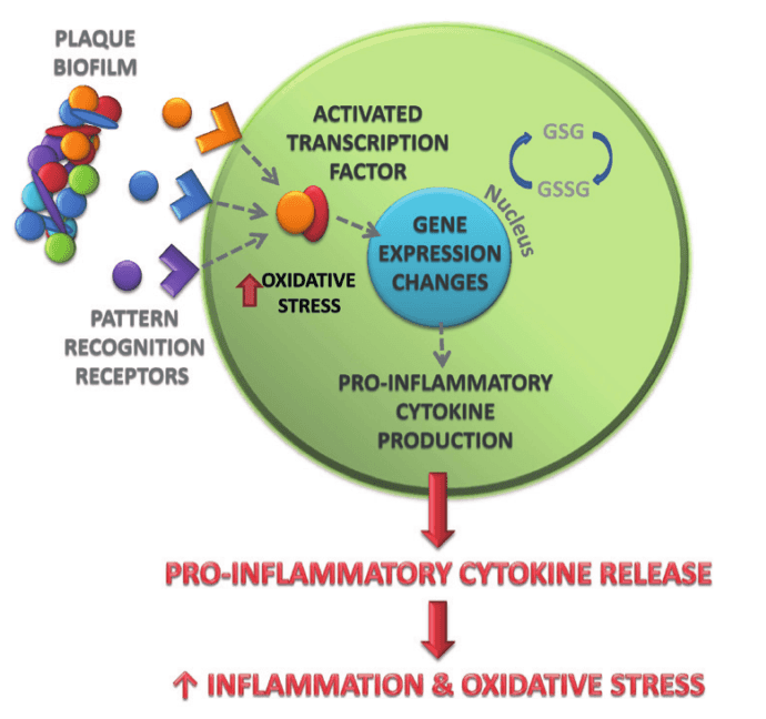 How microorganisms cause inflamation