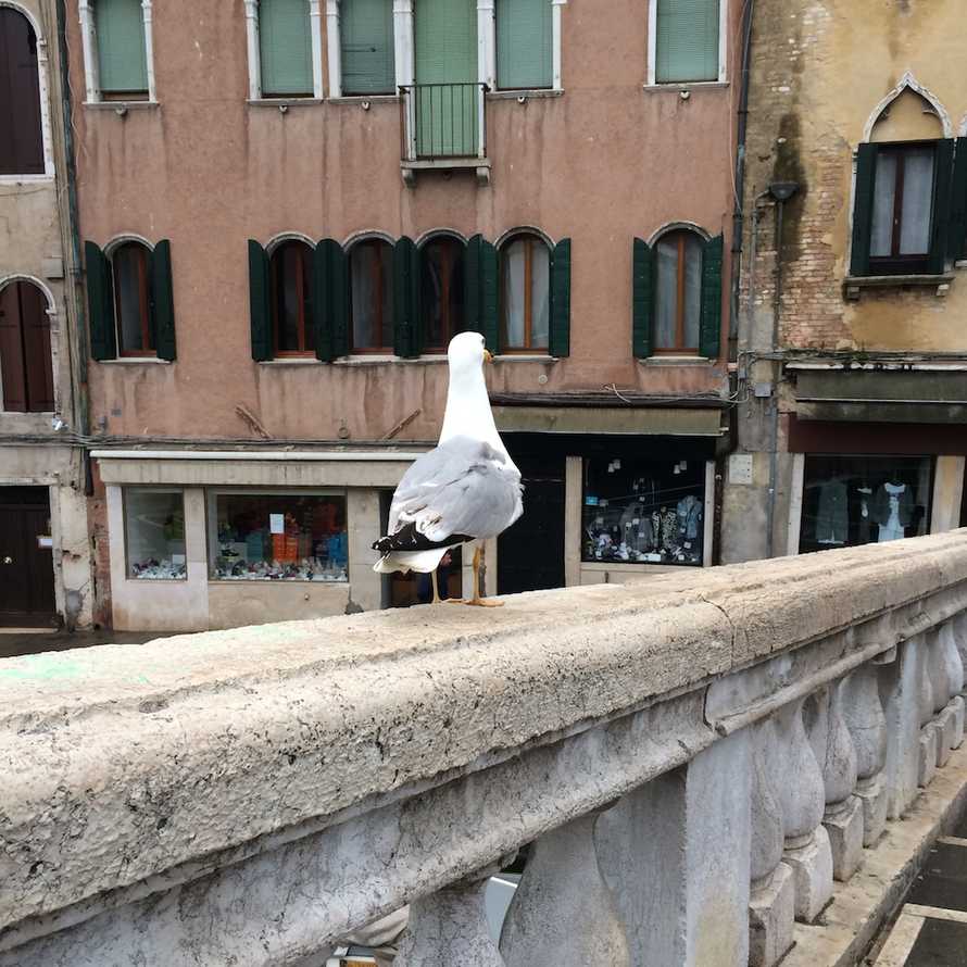 A seagull