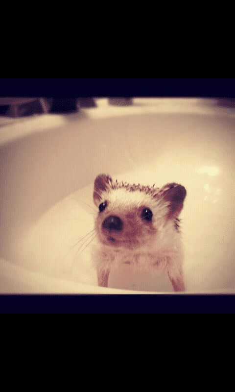 A cute hedgehog