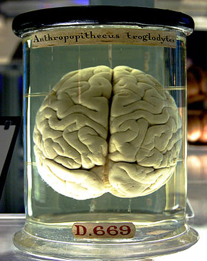 A chimpanzee brain at the Science Museum London
