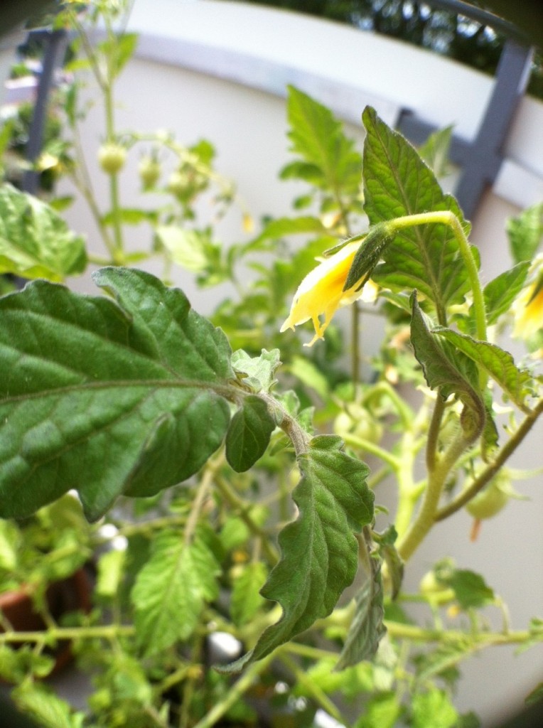 A macro tomato plant